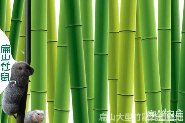 銀星c紅頰竹鼠養(yǎng)殖培訓
