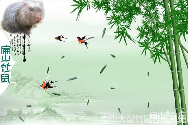 長沙竹子種植