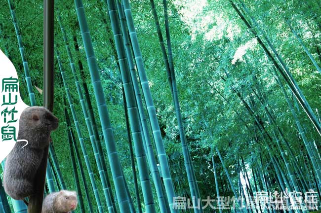 福建大中的竹鼠養(yǎng)殖基地