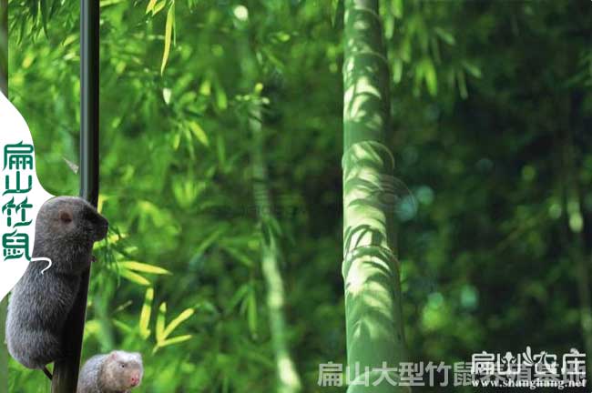 泉州竹鼠養(yǎng)殖技術(shù)培訓(xùn)