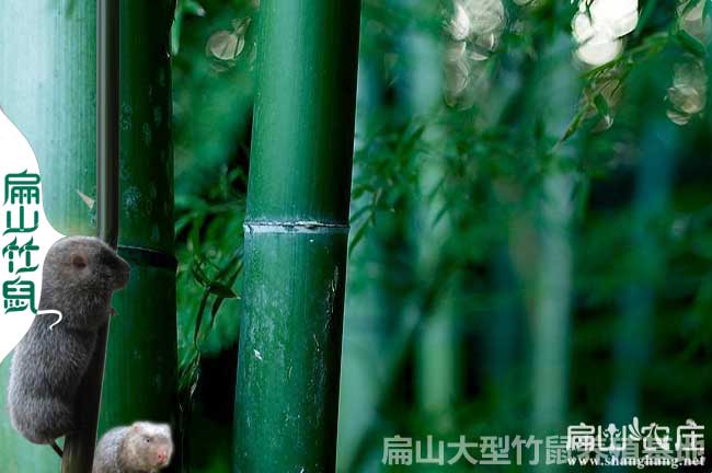 荔浦竹鼠養(yǎng)殖基地