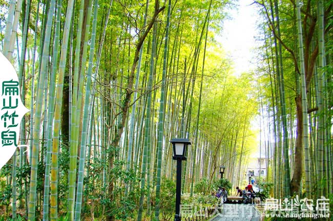 竹林土雞的養(yǎng)殖基地