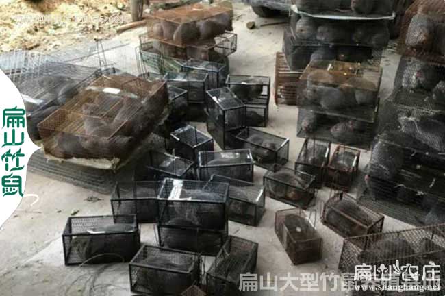 賓陽銀星c紅頰竹鼠養(yǎng)殖基地