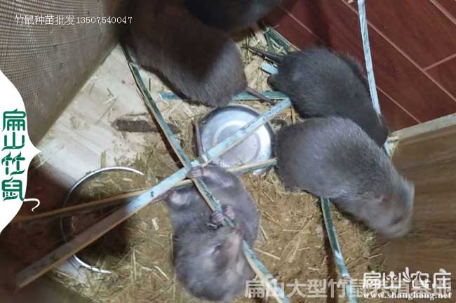 長沙花兔竹鼠養(yǎng)殖場