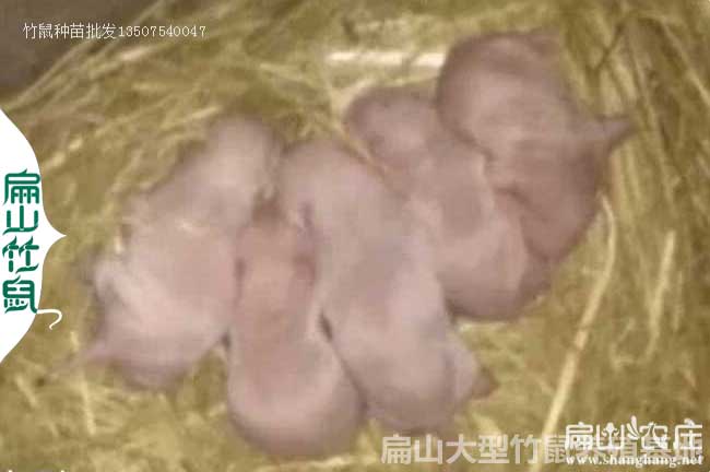 廣西大中的竹鼠種苗批發(fā)中心