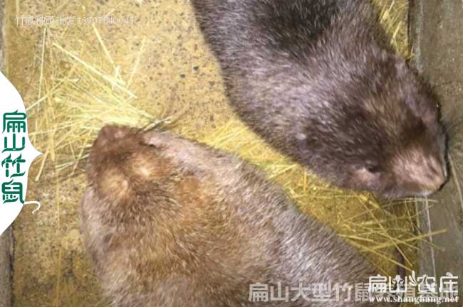 寧德大中的竹鼠養(yǎng)殖基地 寧德大中的竹鼠養(yǎng)殖基地