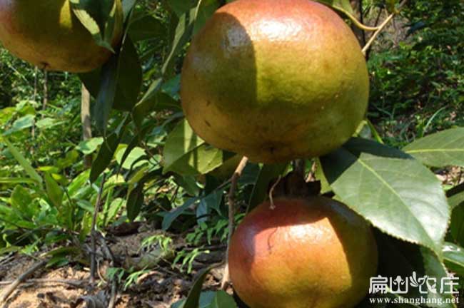 利桑植茶樹苗批發(fā)