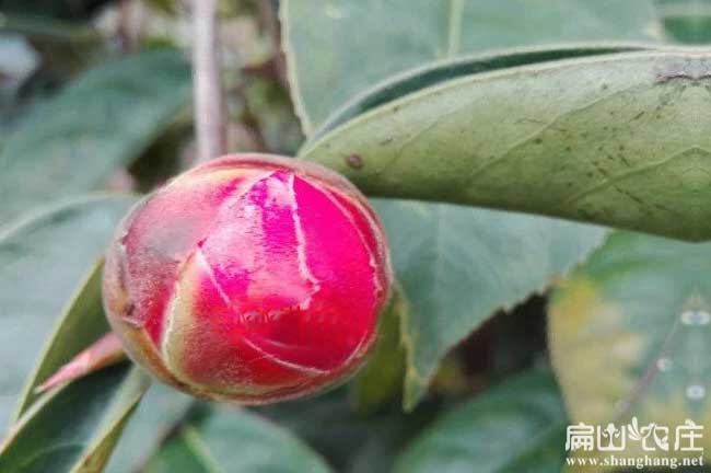 紅花油茶之都