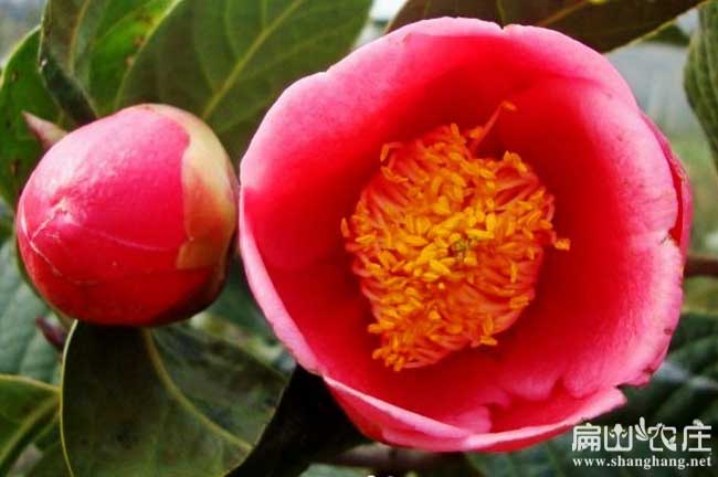 中國(guó)大中的紅花油茶基地
