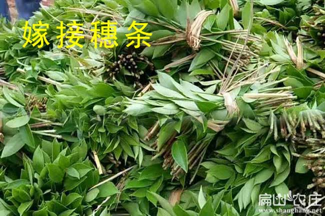 河北油茶苗之都