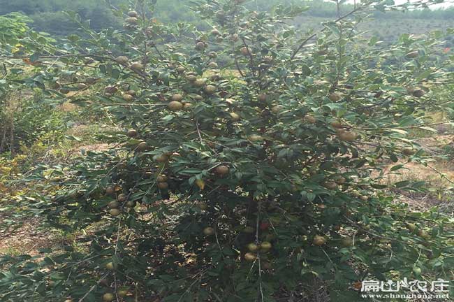 福建紅花白花高產(chǎn)嫁接茶油樹苗基地包郵