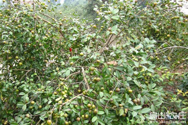 攀枝花油茶基地