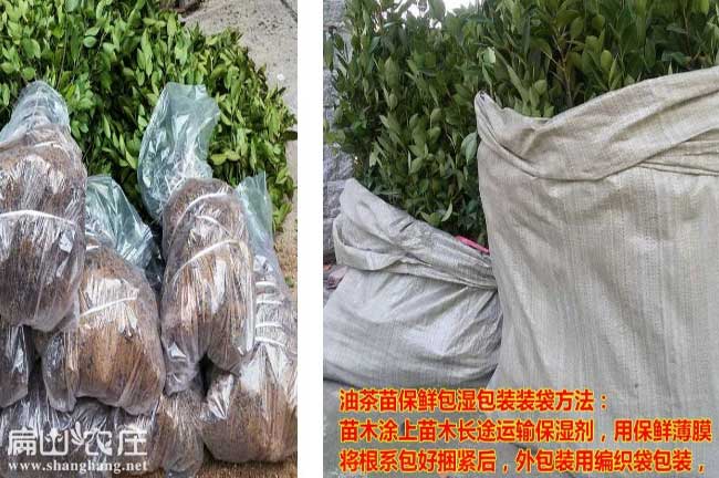 中國大中的油茶基地