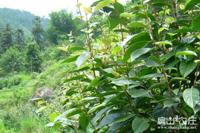 益陽油茶基地