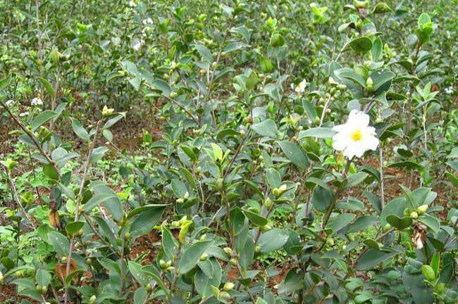 瀘州大中油茶苗基地