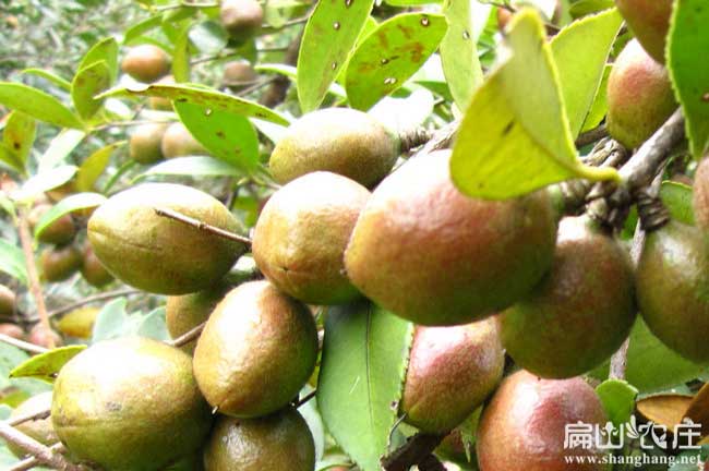 廣東好的油茶基地