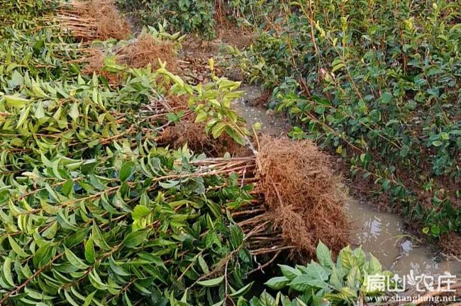 綿陽(yáng)油茶苗大中批發(fā)中心