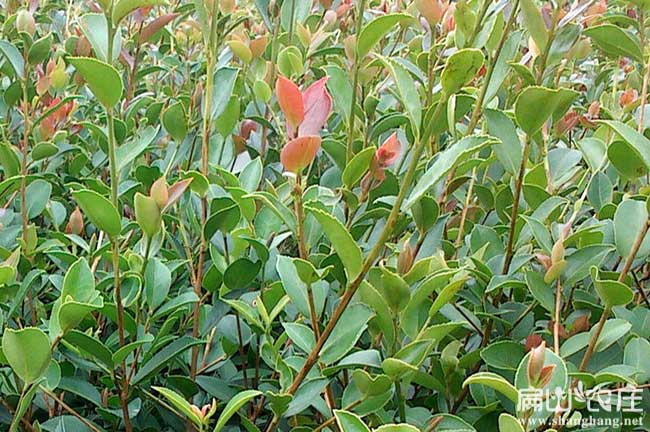 吳興油茶苗批發(fā)
