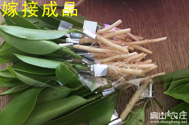 湖南油茶嫁接專家