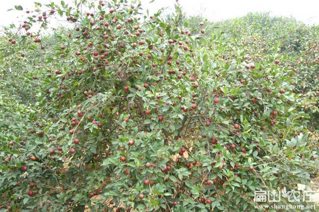 甘孜油茶樹苗批發(fā)