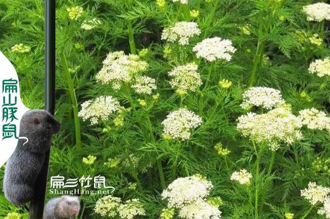 閩西交易城蜜蜂養(yǎng)殖合作