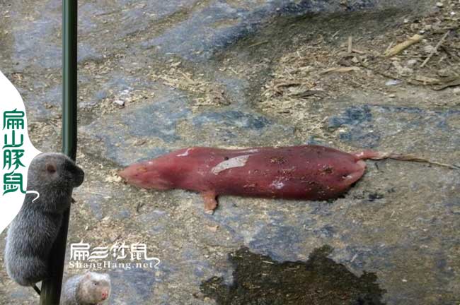 竹鼠咬仔