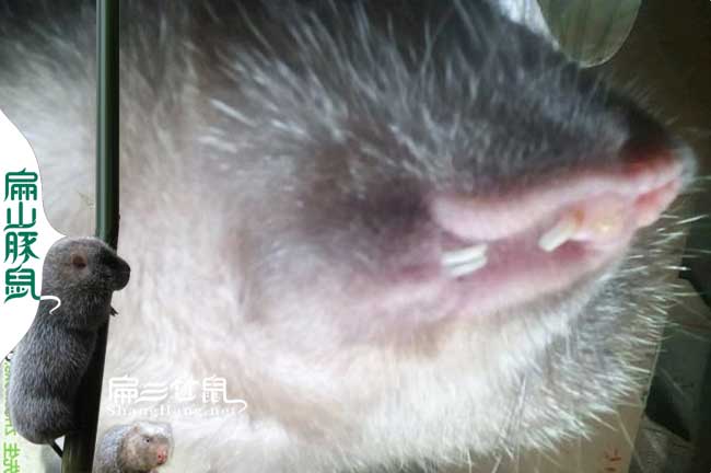 竹鼠肚子大的原因? 竹鼠肚子大的原因?