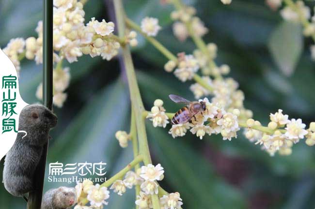 寧德蜜蜂養(yǎng)殖合作社
