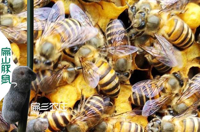 福建蜜蜂養(yǎng)殖基地