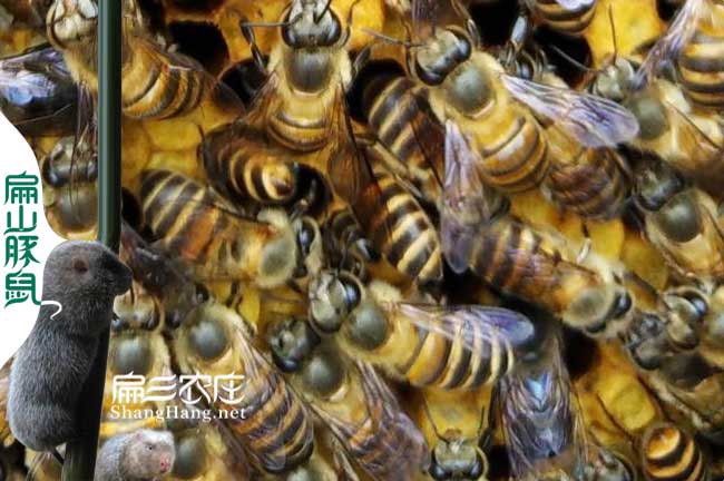 長汀蜂蜜養(yǎng)殖場