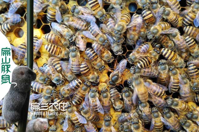 長汀蜂蜜種蜂