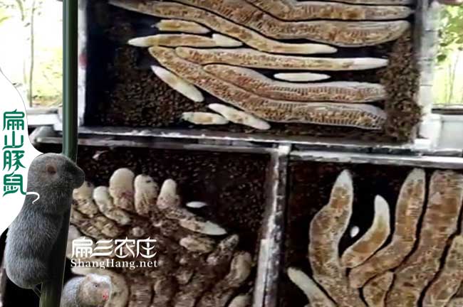 龍巖中蜂優(yōu)質(zhì)種蜂王