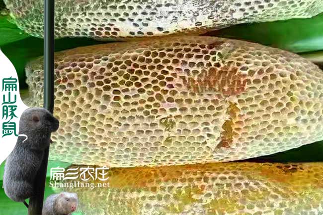 永定蜂蜜價格多少錢一斤