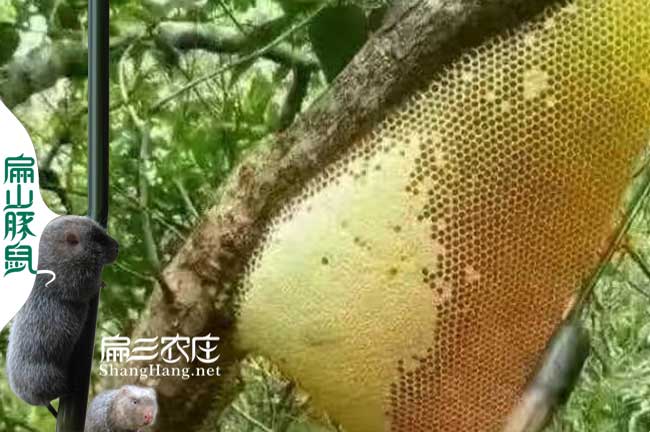 寧德蜂蜜養(yǎng)殖合作社