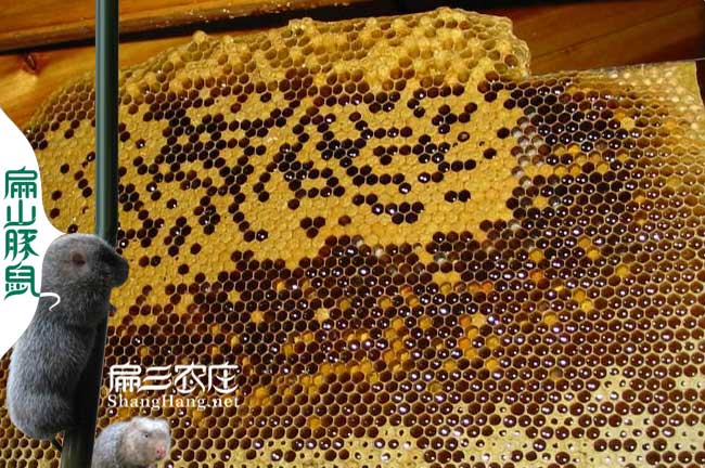 晉江蜜蜂養(yǎng)殖基地