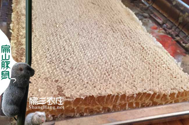 十堰蜜蜂批發(fā) 十堰蜜蜂批發(fā)