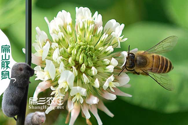 福州蜜蜂養(yǎng)殖基地