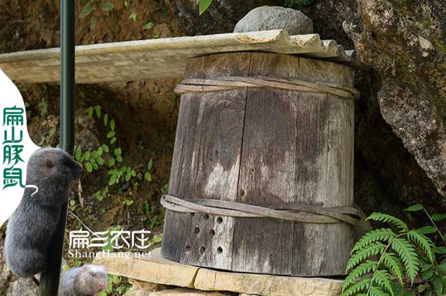 南平蜜蜂養(yǎng)殖基地