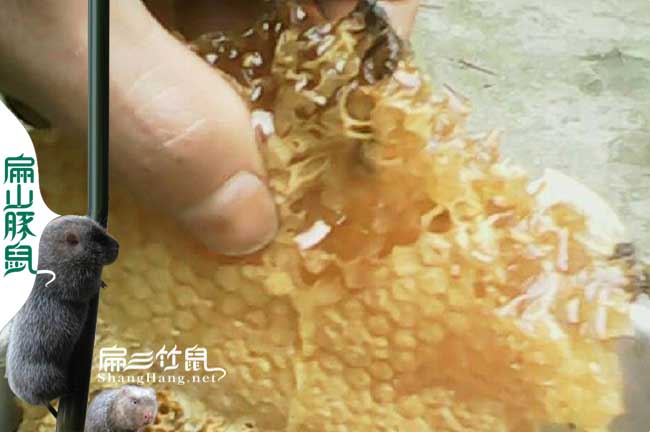 隨州蜂巢蜜批發(fā) 隨州蜂巢蜜批發(fā)