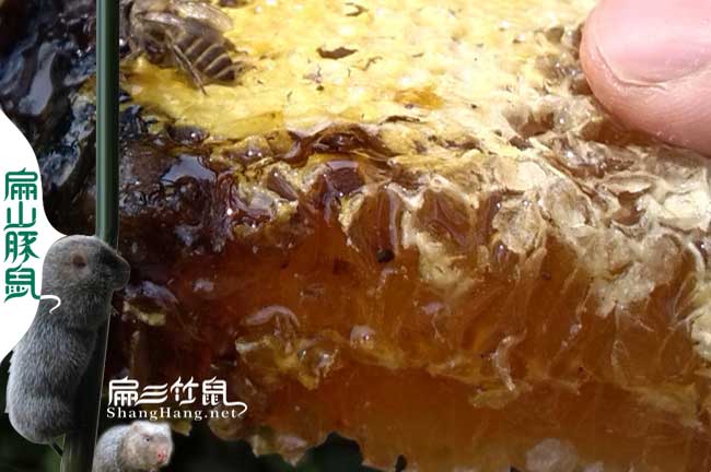 十堰蜜蜂養(yǎng)殖技術(shù)培訓(xùn) 十堰蜜蜂養(yǎng)殖技術(shù)培訓(xùn)