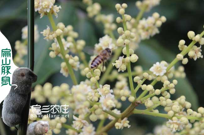 福建大王蜂養(yǎng)殖基地