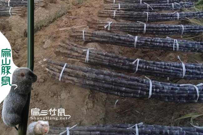 竹鼠喜歡吃飼料甘蔗