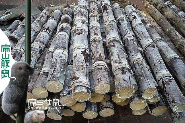 竹鼠多吃甘蔗