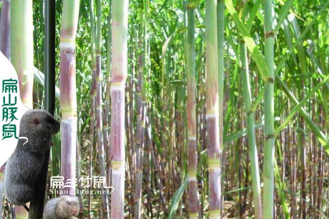 竹鼠腸炎甘蔗