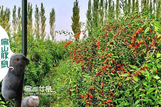 云南竹鼠腸炎中藥枸杞根莖