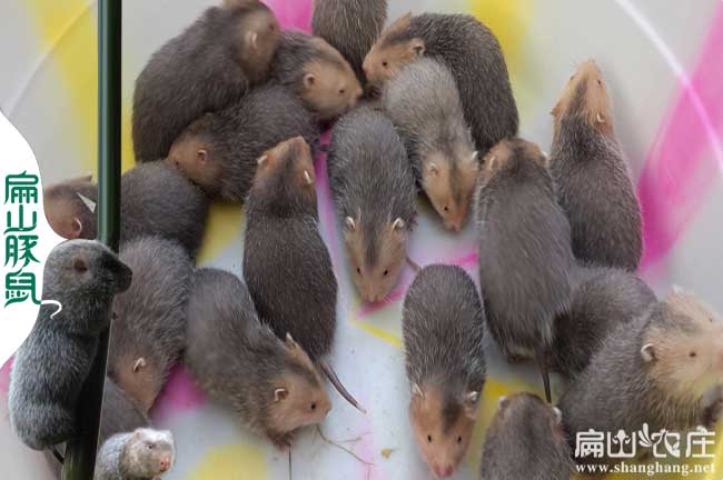竹鼠種苗