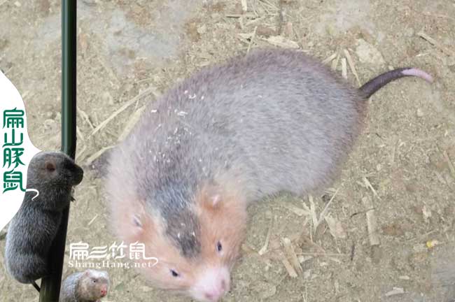 澄江竹鼠種苗批發(fā)