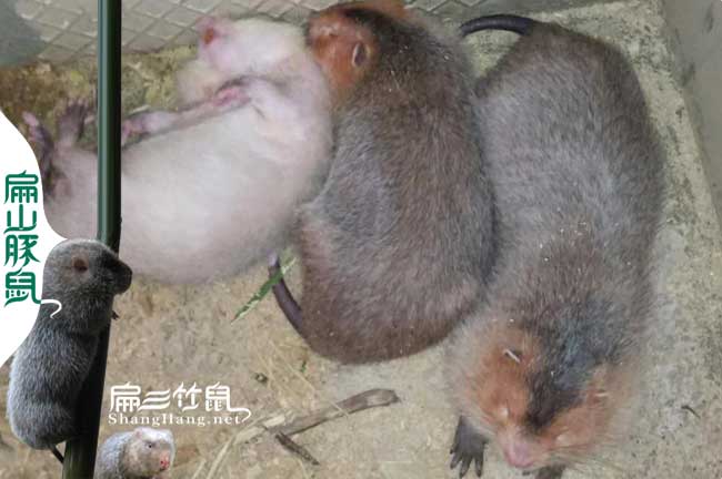竹鼠對(duì)中藥的利用方法
