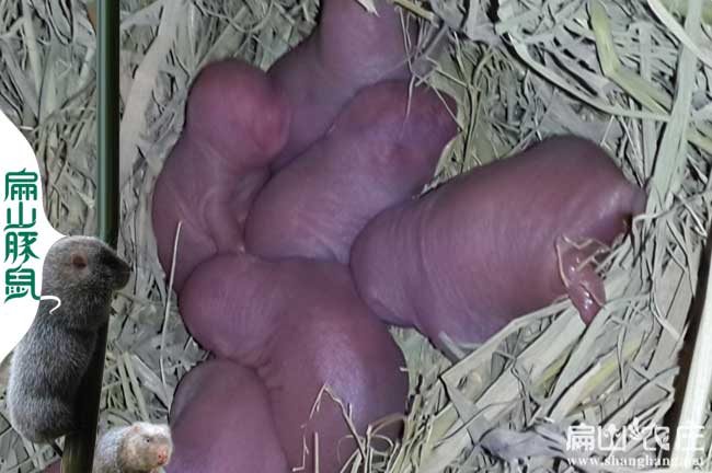 竹鼠種苗價(jià)錢