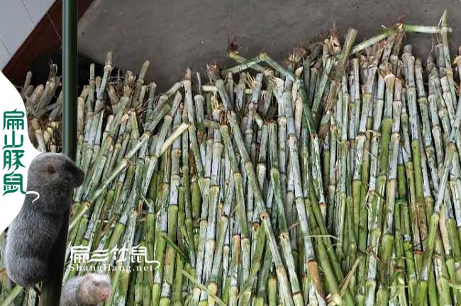 多吃皇竹草